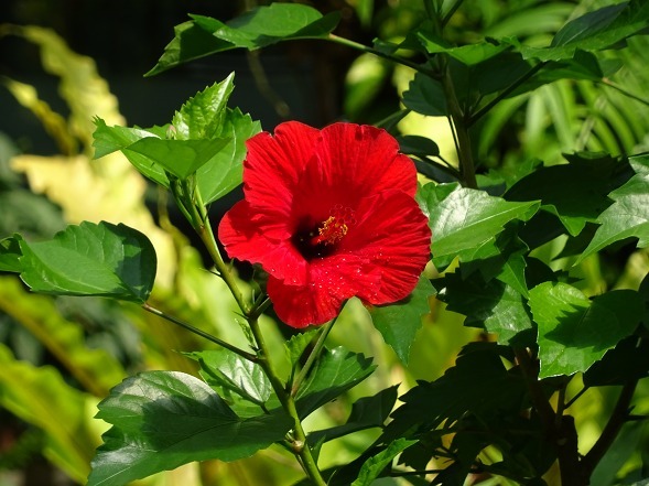 服部緑地植物園温室の花_b0299042_11040056.jpg