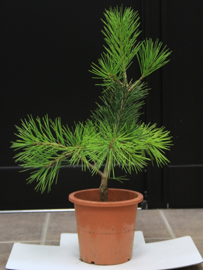 白松 シロマツ ハクショウ 三鈷の松 三葉の松 販売 価格 値段 画像 写真 庭木 安行 植木 お問い合わせ商品 田中園 Shop Tanakaen Jp Web Magazine 白松 シロマツ ハクショウ 三鈷の松 三葉の松 販売 価格 値段 画像 写真 庭木 安行 植木 お問い合わせ商品 田中園 Shop Tanakaen Jp Web Magazine