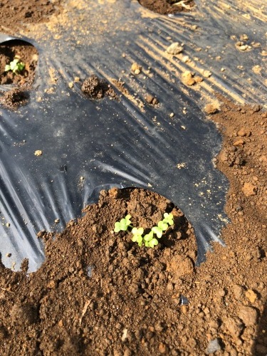 今朝は　蕪　ルッコラ　からし菜　のアブラナ科の野菜達の発芽を確認して背負い動噴で水遣りです_c0222448_12034320.jpg