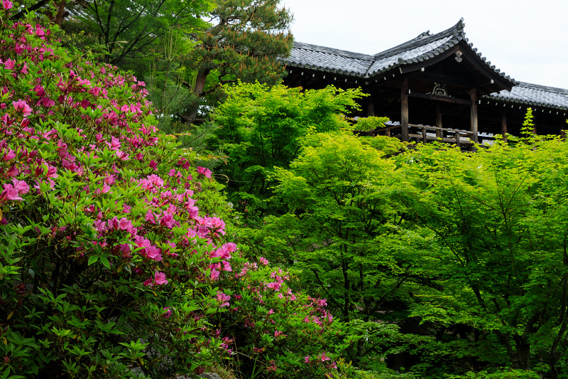 新緑とツツジの東福寺 花景色 K W C Photoblog 新緑とツツジの東福寺 花景色 K W C Photoblog