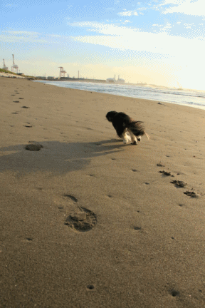 さよなら夏umi2018・Ⅷ (きゃあ♪きゃあ♪)_c0145250_09351254.gif