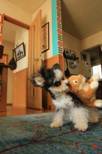 c0145250_14570681.gif