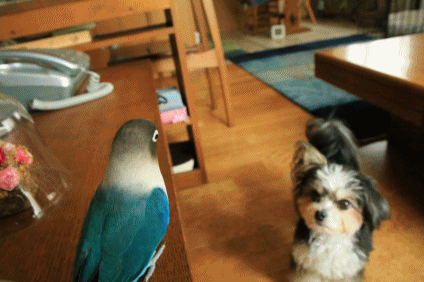 c0145250_15150740.gif