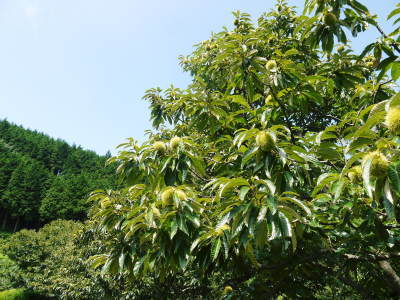 利平栗 熊本県産!無農薬・無化学肥料で育てた栗の王様「利平栗」 令和2年度の先行予約受付スタート!!_a0254656_17105789.jpg