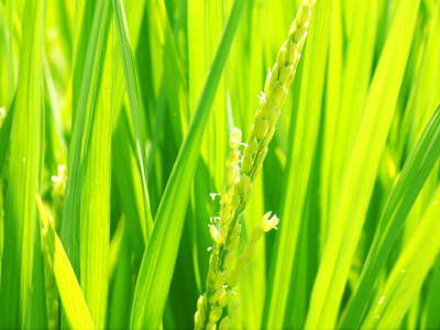 七城米　長尾農園　美しすぎる田んぼに、今年も順調にお米の花が咲きました（2018年）_a0254656_18280817.jpg