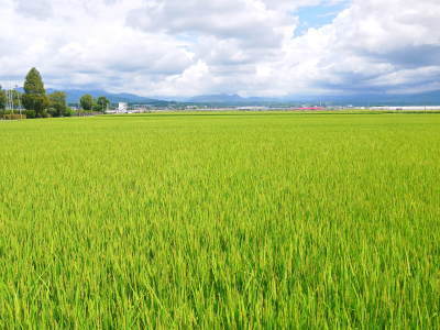 七城米　長尾農園　美しすぎる田んぼに、今年も順調にお米の花が咲きました（2018年）_a0254656_18472187.jpg