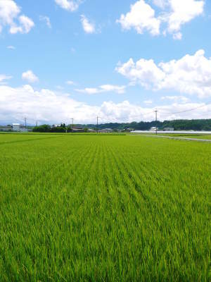 七城米　長尾農園　美しすぎる田んぼに、今年も順調にお米の花が咲きました（2018年）_a0254656_18482298.jpg
