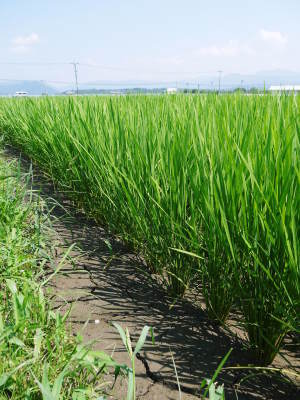七城米　長尾農園　美しすぎる田んぼに、今年も順調にお米の花が咲きました（2018年）_a0254656_19305187.jpg