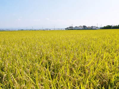 七城米　長尾農園　美しすぎる田んぼに、今年も順調にお米の花が咲きました（2018年）_a0254656_19380585.jpg