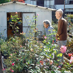 ●駒場ばら園さんについて_a0094959_12570511.jpeg