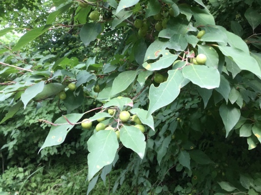 a0053063_06101230.jpeg