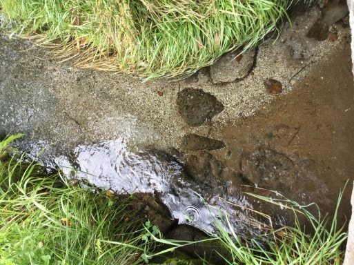 小淵沢  タカアシガニの様な車、信州の湧き水の事_a0053063_06154493.jpeg