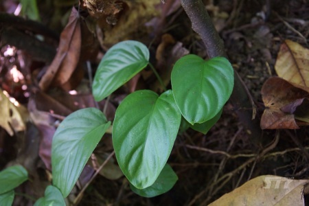 b0241778_11100150.jpeg