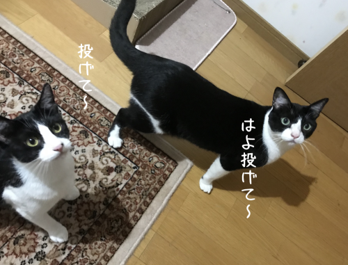 a0216583_20170886.png