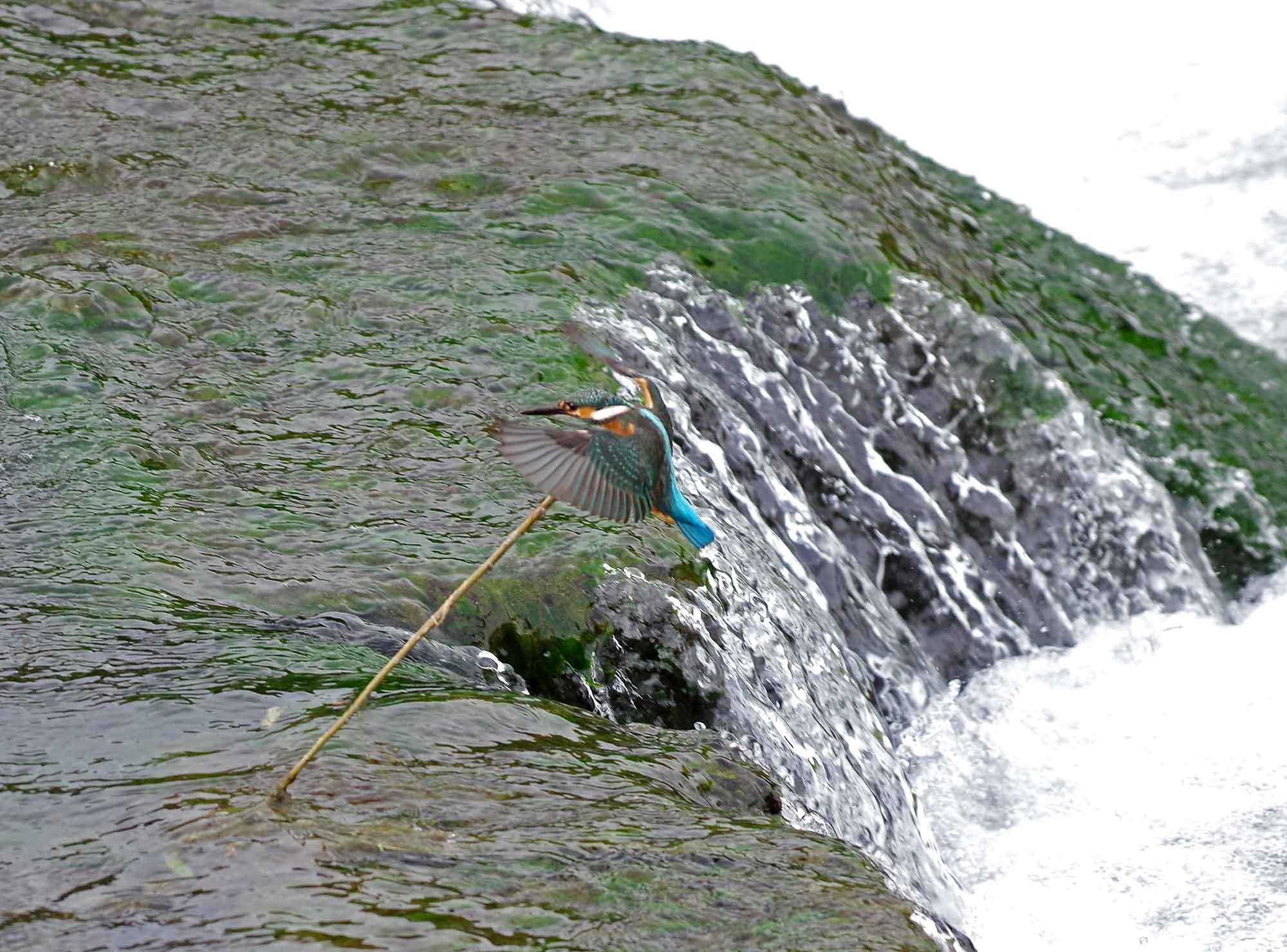 c0176183_17151225.jpg