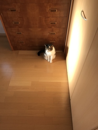 c0340786_09332159.jpeg