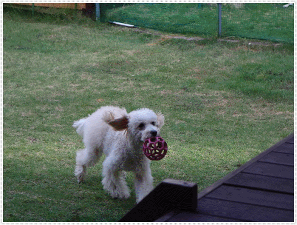 b0175688_20280327.gif