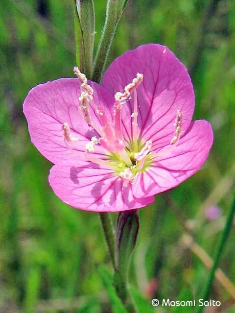 ユウゲショウ（夕化粧） : 草花と自然Blog