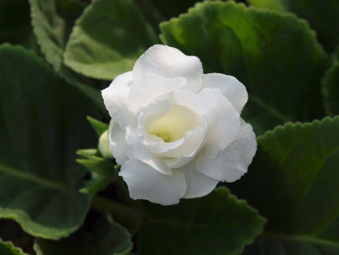 グロキシニア実生開花２ Flowers