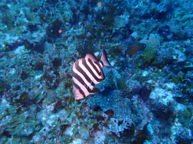 e0115199_16540200.jpg