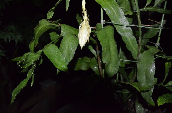 a0288500_22150628.jpg