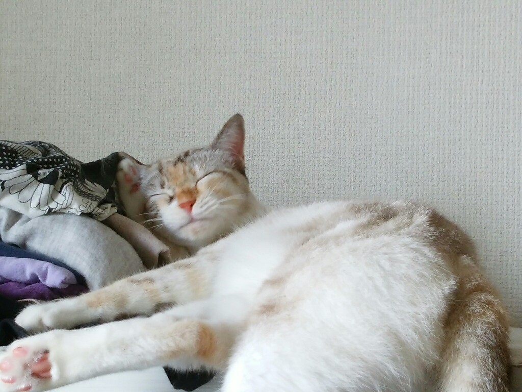 私の憧れ_f0255704_12532357.jpg
