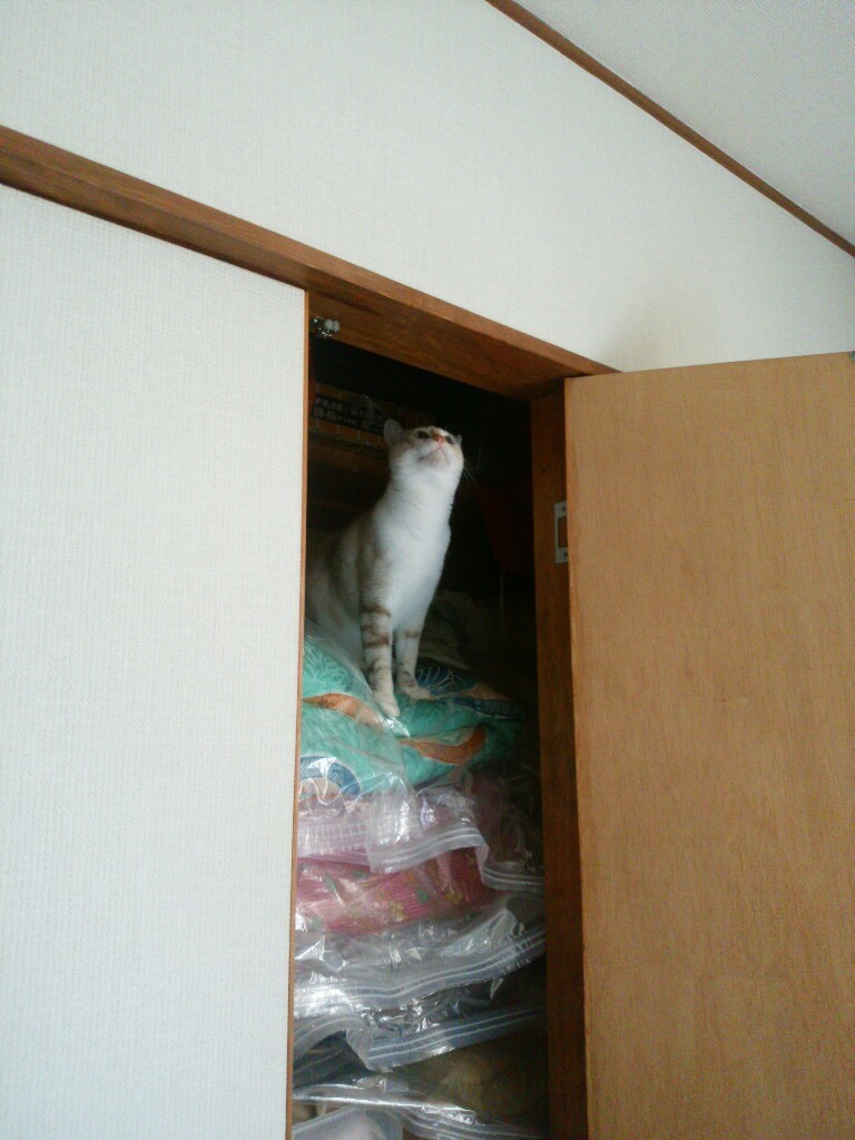 私の憧れ_f0255704_12570146.jpg