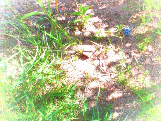 c0351306_09321940.jpg