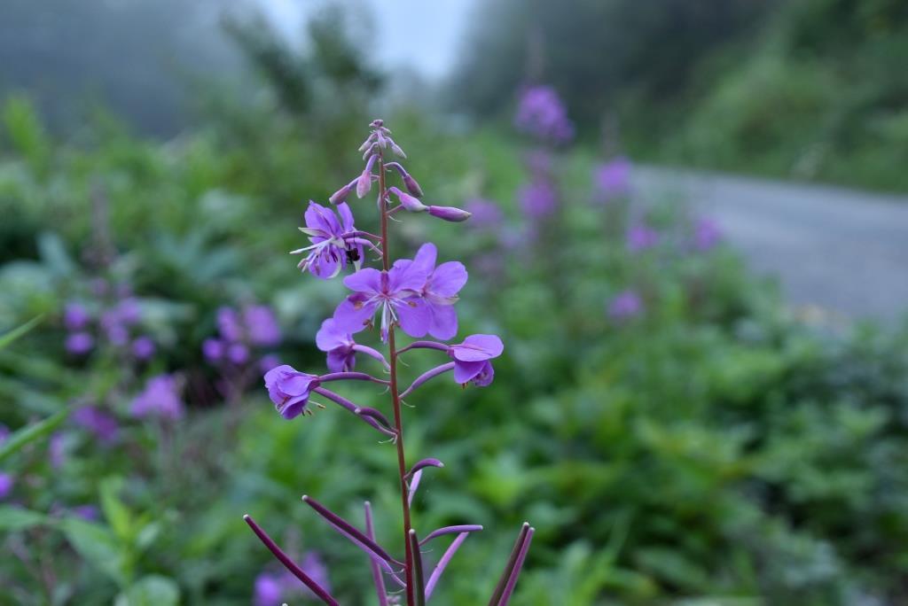 秋の花いっぱい『池ノ平～篭ノ塔山～高峰山』リンドウ、マツムシソウ三昧♪_a0340812_10562306.jpg