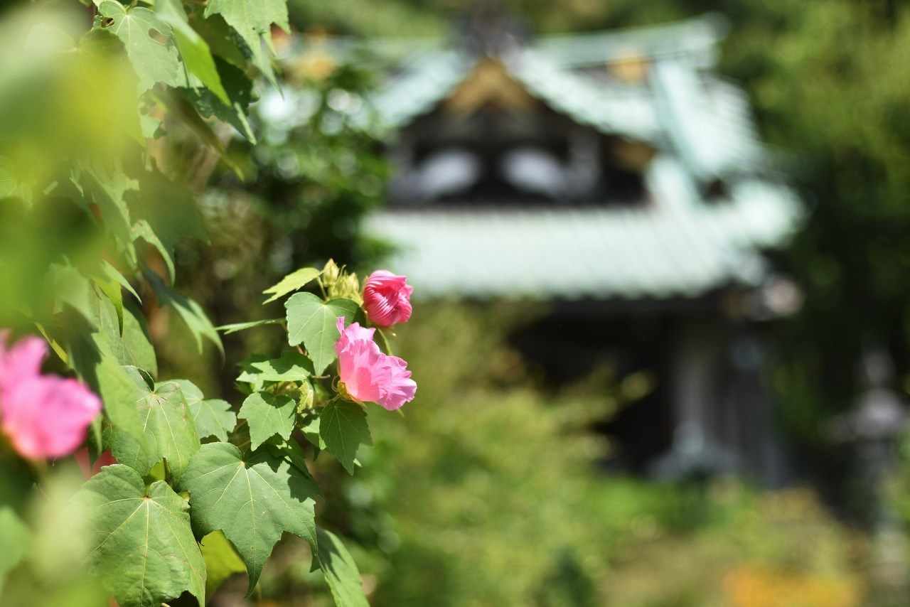 夏草しげるぼたもち寺　常栄寺_d0065116_21152300.jpg