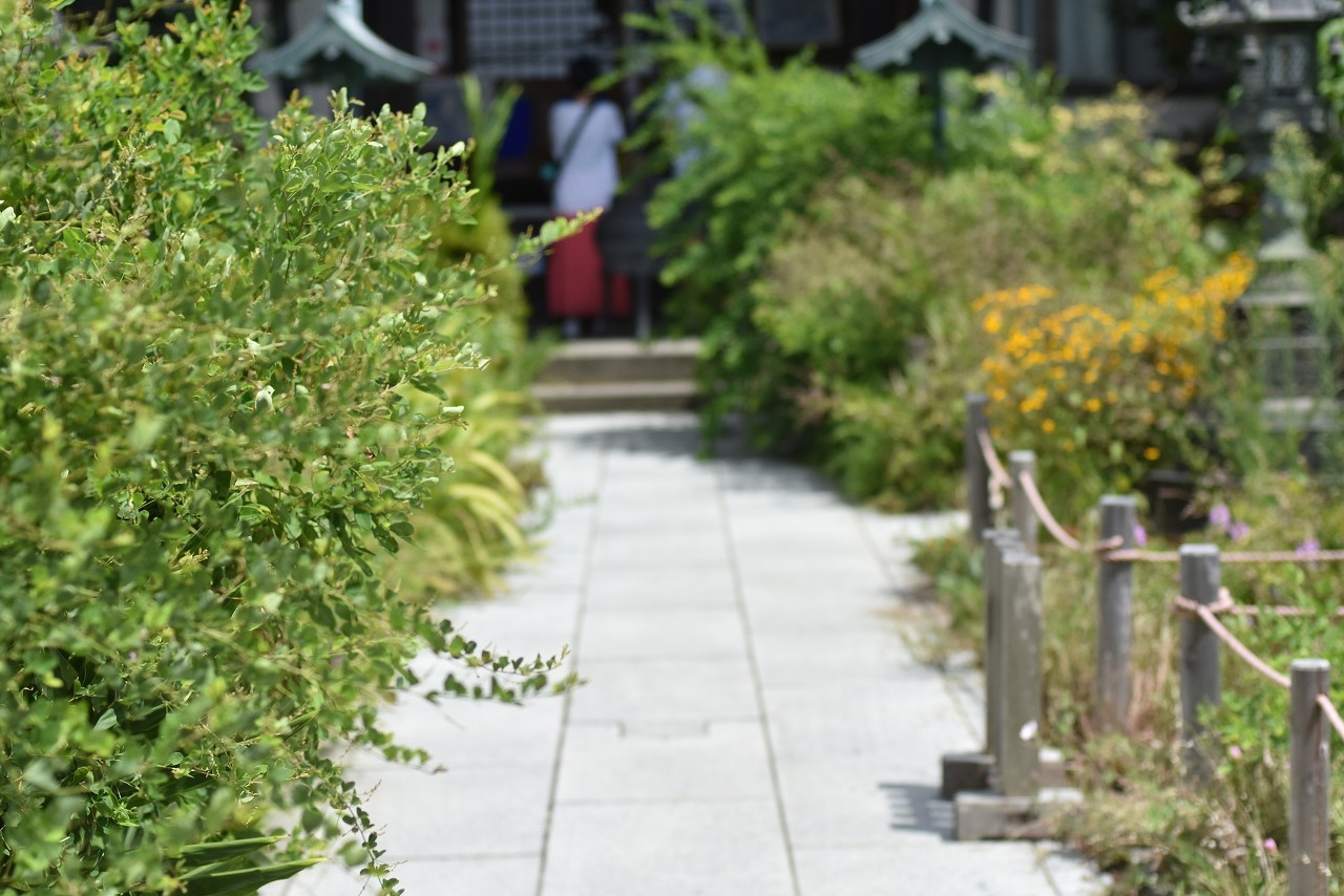 夏草しげるぼたもち寺　常栄寺_d0065116_21161493.jpg