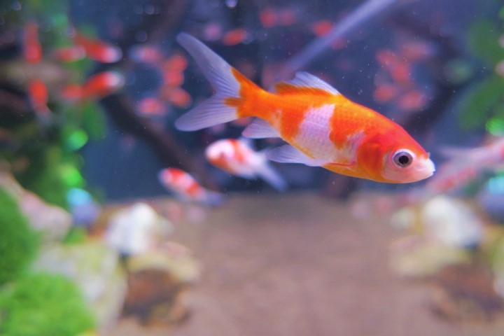 e0300042_08160204.jpg
