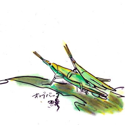 君臨するオンブバッタ_b0355451_08592671.jpg
