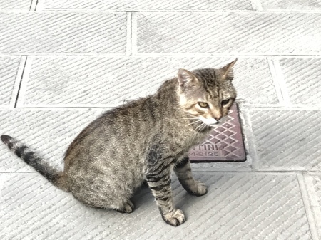 マナローラのミーちゃん_a0136671_02431029.jpeg