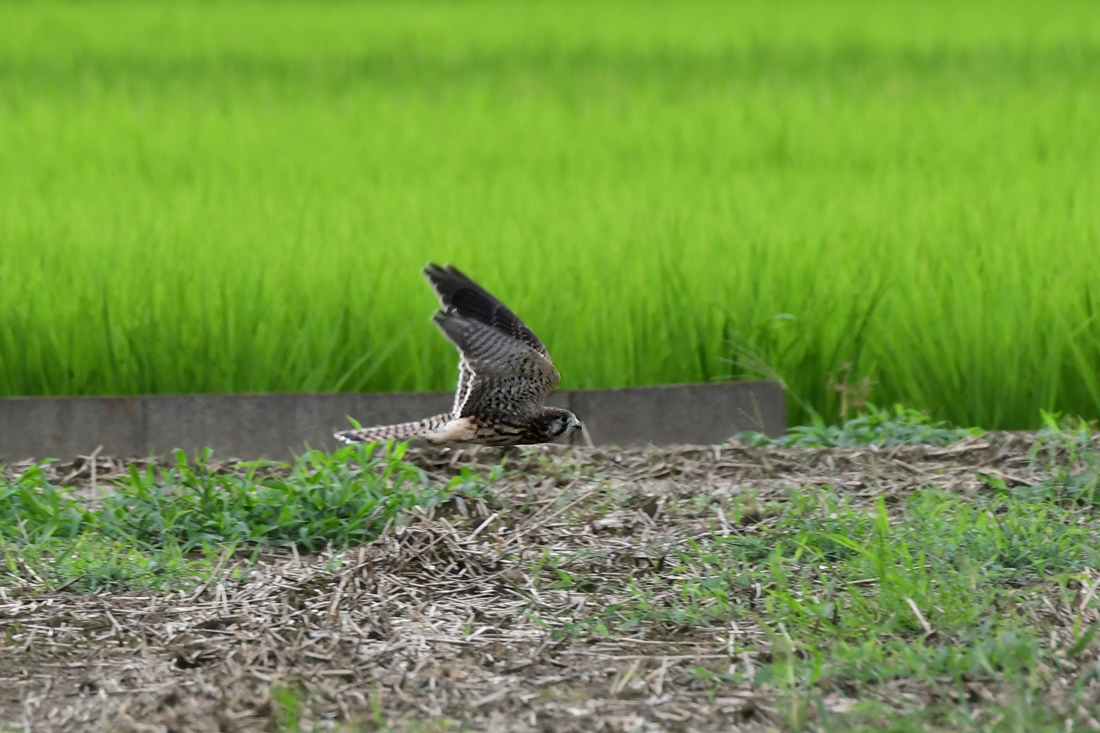 チョウゲンボウ_f0053272_22300373.jpg