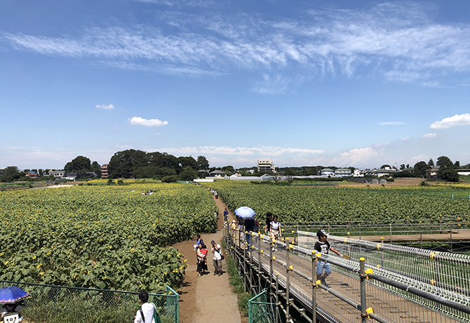 東京都内で見れる圧巻のひまわり畑!清瀬ひまわりフェスティバル写真*写真利用無料提供_e0171573_15195074.jpg