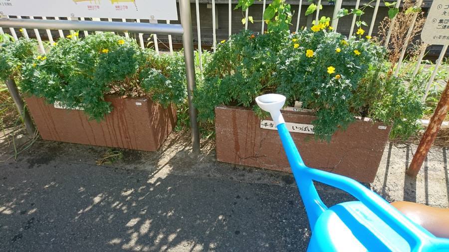 駅前プランターの水やり 佐野いくおのブログ 駅前プランターの水やり 佐野いくおのブログ