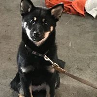 今月の営業 + お知らせ_d0348774_10243664.jpg
