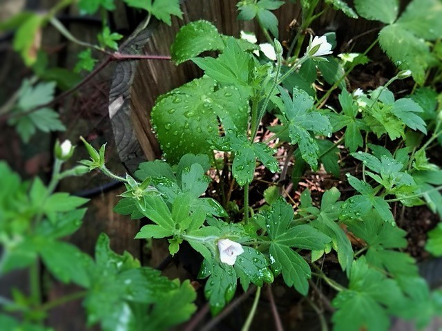 f0026274_13205589.jpg