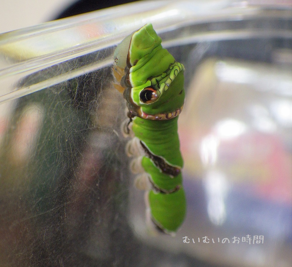 クロ ナミアゲハの幼虫 その後のイモムシ達 むいむいのお時間 クロ ナミアゲハの幼虫 その後のイモムシ達 むいむいのお時間