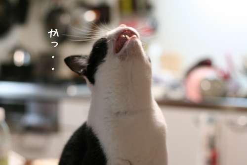 a0216583_22025963.png