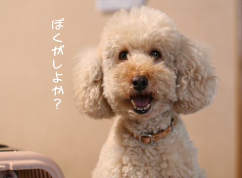 a0216583_22032728.png