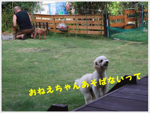 b0175688_19525582.gif
