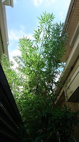 c0152002_21411499.jpg