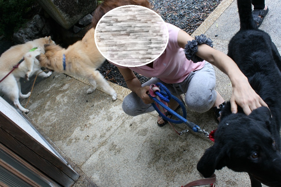 センターからの5匹、新生活♪_f0242002_22402745.jpg