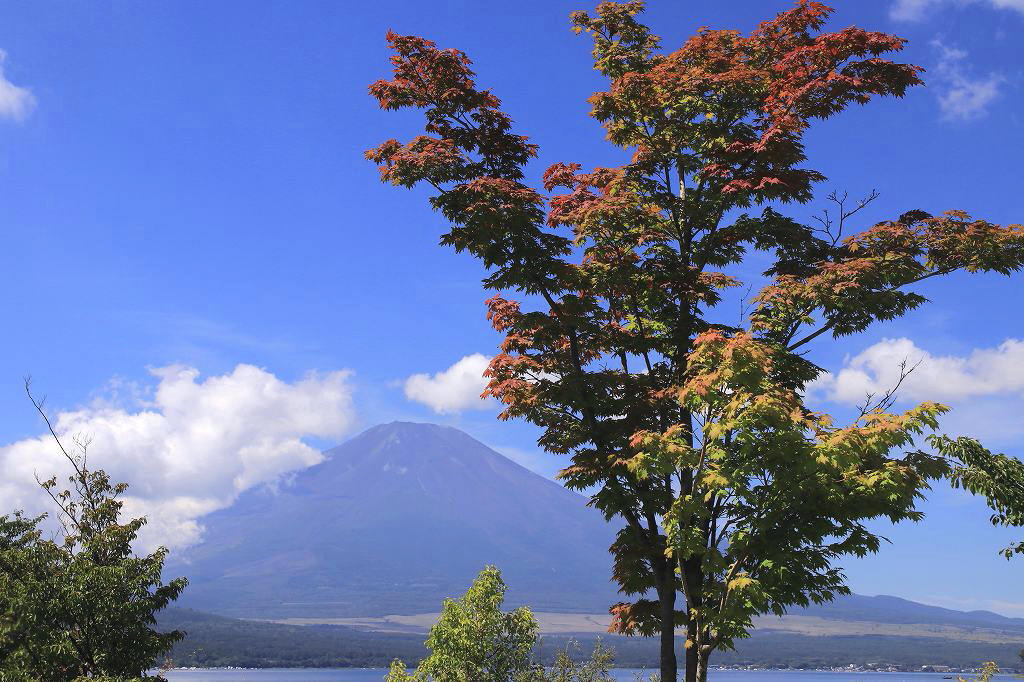 小さな秋を見つけた～③山中湖_a0188405_23045520.jpg