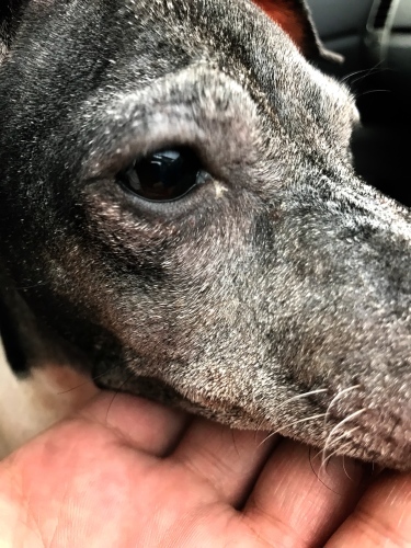 白いもの 日本テリア 犬目堂 白いもの 日本テリア 犬目堂