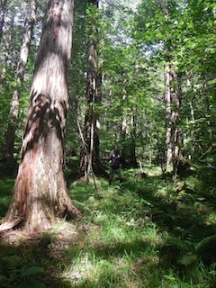 c0359615_12504422.jpg