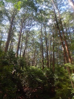 c0359615_12514677.jpg