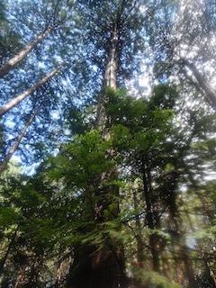 c0359615_12520221.jpg